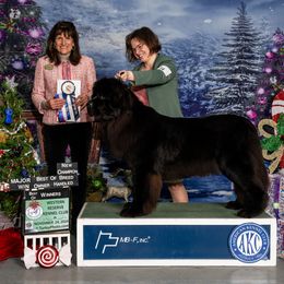 Newfoundland All Grown Up from Cape Fear Newfoundlands