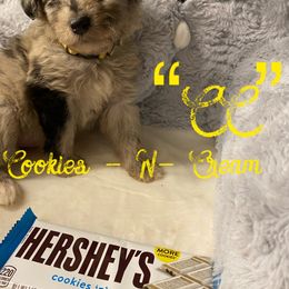 Aussiedoodle and Australian Shepherd Puppies from Rainbow Ranch