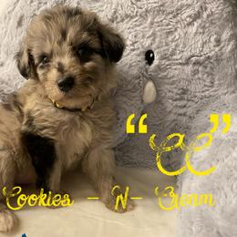 Aussiedoodle and Australian Shepherd Puppies from Rainbow Ranch