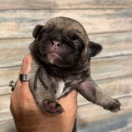 Nate (black) - Fawn male Pug puppy in Hereford, Arizona from Broken Road Ranch Pugs