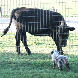 Australian Shepherd Puppies from Sliding S Australian Shepherds
