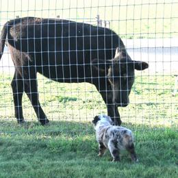 Australian Shepherd Puppies from Sliding S Australian Shepherds