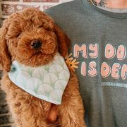 Australian Labradoodles and Double Doodles from Blue Denim Doodles