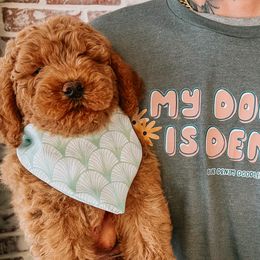 Australian Labradoodles and Double Doodles from Blue Denim Doodles