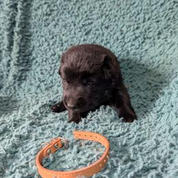 Brown - Black male German Shepherd puppy in Motley, Minnesota from Von Thomson Haus