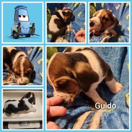 Guido - Black white and tan male Basset Hound puppy in Mill Springs, North Carolina from Mountain View Basset Hounds
