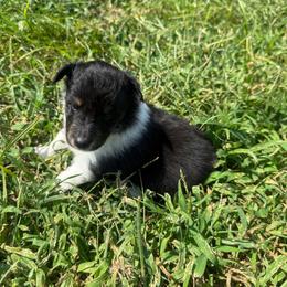 Clark - Black white and tan male Shetland Sheepdog puppy in Jefferson City, Missouri from Bax’s Babies