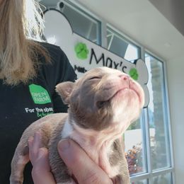 Boston Terrier and French Bulldog Puppies from Legends Frenchton's, French Bulldogs ,Boston Terriers & French Bullhuahua's