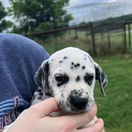 Milky Way - White and black female Dalmatian puppy in Austin, Texas from Dazzling Dalz
