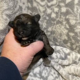 Reba - Brown female Shichon puppy in House Springs, Missouri from Teddy Bear Cuddles