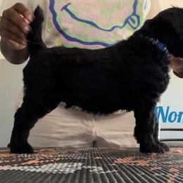Poodle Puppies from Tyler Family Poodles