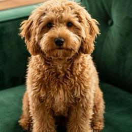 Goldie - Goldendoodle