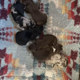 Girl 5 - Red tri-color female Australian Shepherd puppy in Bison, South Dakota from South Dakota Creekside Australian Shepherds