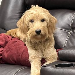 Ellie - Cavapoo