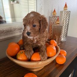Mr. Orange - Red male Cavapoo puppy in Nampa,, Idaho from Clig Doodle Days