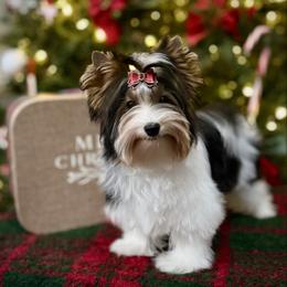 2 - Black tan and white female Biewer Terrier puppy in Lathrop, California from Forever Charmed