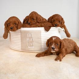 Bernedoodle, Cavapoo, Goldendoodle, and Poodle Puppies from Wasatch Pup