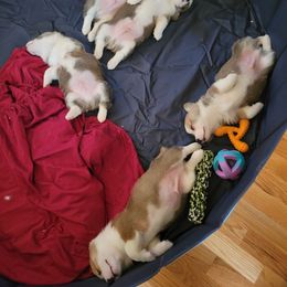 Pembroke Welsh Corgi Puppies from Joyce's Pembroke Welsh Corgis