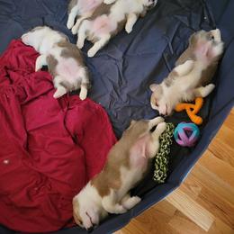 Pembroke Welsh Corgi Puppies from Joyce's Pembroke Welsh Corgis