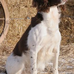 English Springer Spaniels from Blue River Kennel