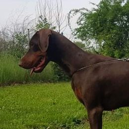 Zoe - Doberman Pinscher