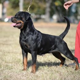 Goldi  - Rottweiler