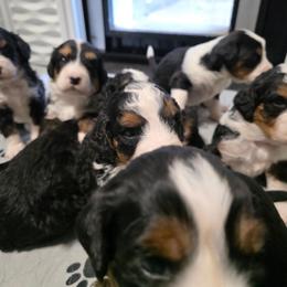 Male 6 - Tri-color male Bernedoodle puppy in Shelton, Washington from NW Bernedoodles of Washington