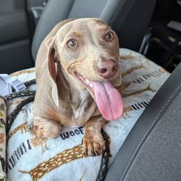 Deni - Dachshund