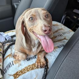 Deni - Dachshund