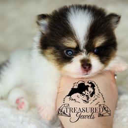 Pomeranian Puppies from Treasured Jewels Pomeranians