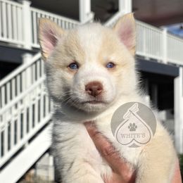 Chai - White male Pomsky puppy in Spokane, Washington from CJ White's Poms and Pomskies