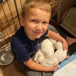 Bichon Frises from Bonnie Maes' Bichon Frise Puppies
