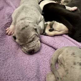 Great Dane Puppies from Laxton Danes