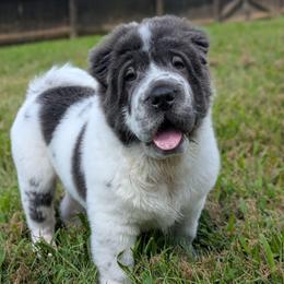 Micky - Blue male Chinese Shar-Pei puppy in Clarksville, Tennessee from Wrinkle Bum Shar-Pei