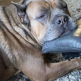 Cane Corso from Banner Mountain Cane Corso