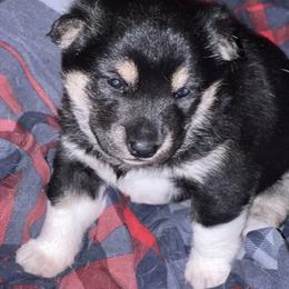 Shiba Inu Puppies from NJ Shiba Baby