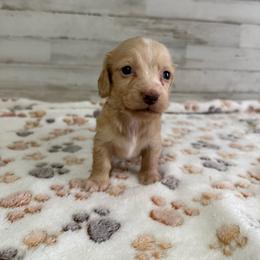 Casper - Cream male Dachshund puppy in Merced, California from JBDKennel