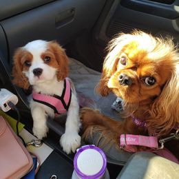 Cavalier King Charles Spaniel Puppies from Infinity Cavaliers