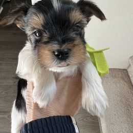 One One - Parti male Yorkshire Terrier puppy in Ontario, California from Yorkie Wonderlands