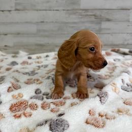 Honey - Red male Dachshund puppy in Merced, California from JBDKennel