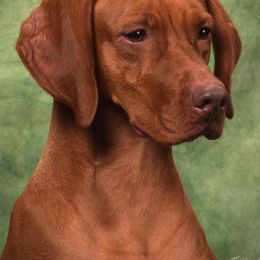 Beagles and Vizslas from Stardust Vizslas & Beagles