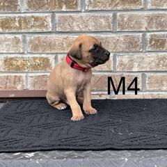 Boy 4 - Black Mouth Cur puppy in Tennessee from Narrow Road Farm