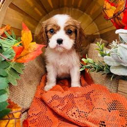 Cheddar - Blenheim male Cavalier King Charles Spaniel puppy in Bellevue, Michigan from Phoenix Farm