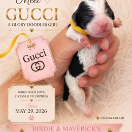 Gucci - Black and white female Bernedoodle puppy in Rockwall, Texas from Glory Doodles