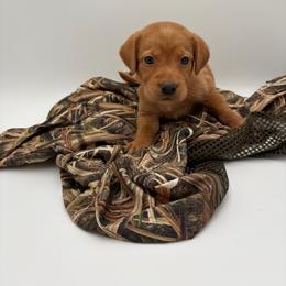 Black - Yellow male Labrador Retriever puppy in Heath Springs, South Carolina from Rich Hill Retrievers