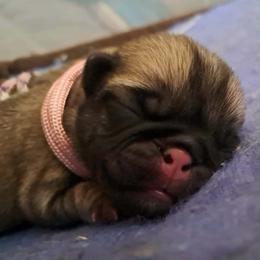 Light pink - Fawn female Pug puppy in Tacoma, Washington from Glamour pugs