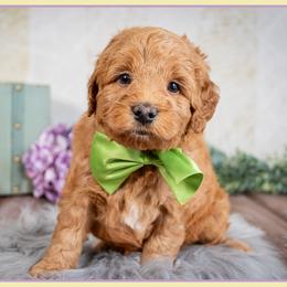 Buddy - Red  male Goldendoodle puppy in Connersville, Indiana from Deaz Doodle Ranch