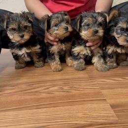 Yorkshire Terrier Puppies from Russell Puppies