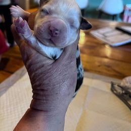 Miniature Australian Shepherd Puppies from Kusch Farm Mini Aussies