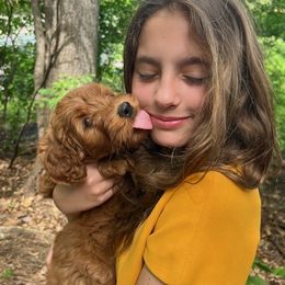 Goldendoodle Puppies from BB Doodles